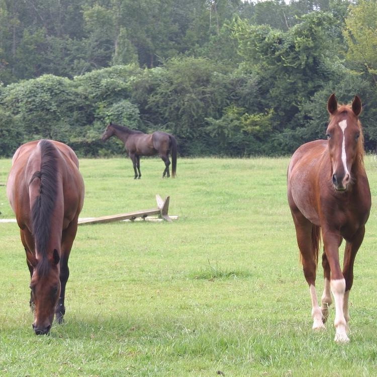 EEE detected in horses in two South Georgia Counties